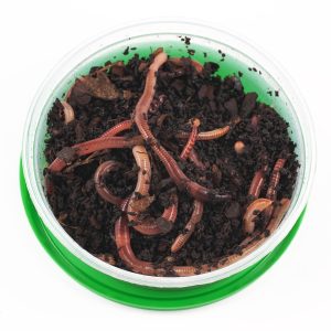 Medium Dendrobeana/500 gram